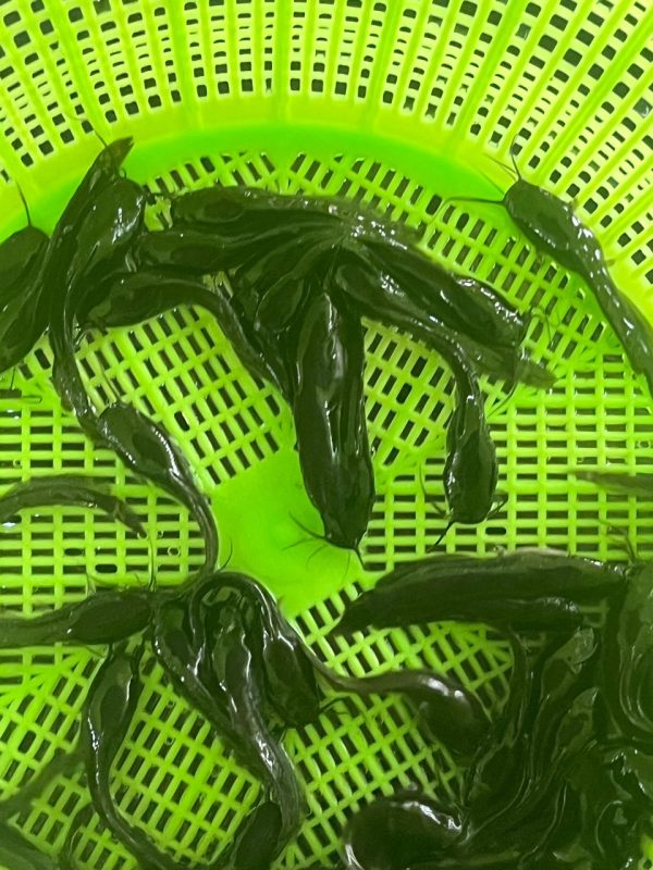 POST FINGERLINGS